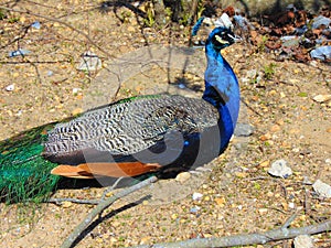 Male Peacock in Vivid Colors