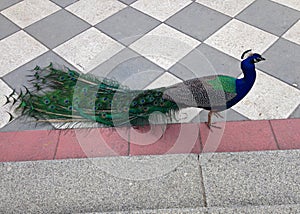 Peacock walking in the park