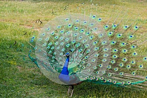 Male peacock