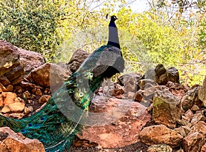 Male peacock, which has very long tail feathers that have eye-like markings