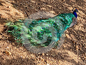 Male peacock, which has very long tail feathers that have eye-like markings