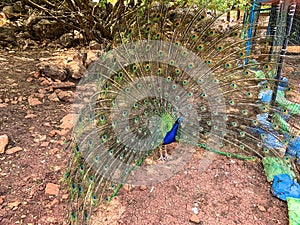 Male peacock, which has very long tail feathers that have eye-like markings