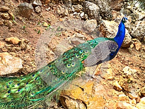 Male peacock, which has very long tail feathers that have eye-like markings