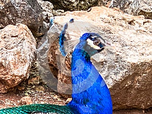 Male peacock, which has very long tail feathers that have eye-like markings