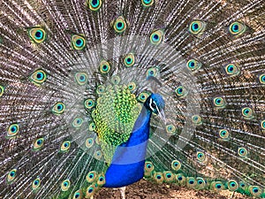 Male peacock, which has very long tail feathers that have eye-like markings