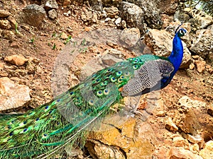 Male peacock, which has very long tail feathers that have eye-like markings