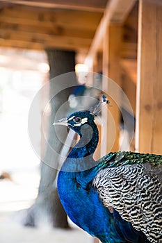 Male peacock