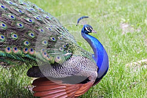 Male peacok displaying its feathers