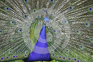 Male peafowl dancing with its colored feathers spread out to attract a mate.