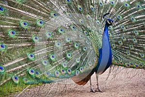 Male peafowl, peacock with shimmering display of eye spot feather