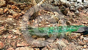 Male peafowl, which has very long tail feathers that have eye-like markings