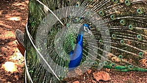 Male peafowl, which has very long tail feathers that have eye-like markings