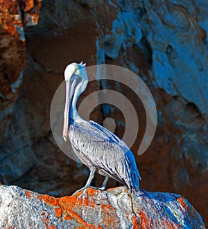 Male Pelican lit up by the morning sun on Pelikan Rock in Cabo San Lucas Baja Mexico