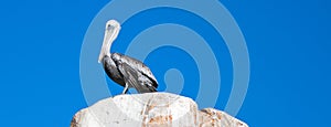 Male Pelican perched on La Anegada Rock at Lands End at Cabo San Lucas Baja Mexico