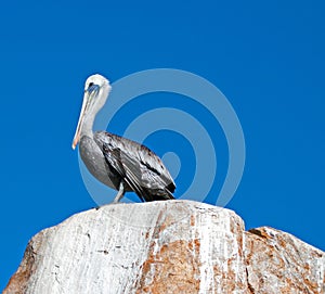 Male Pelican perched on La Anegada Rock at Lands End at Cabo San Lucas Baja Mexico