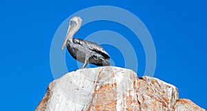 Male Pelican perched on La Anegada Rock at Lands End at Cabo San Lucas Baja Mexico BCS