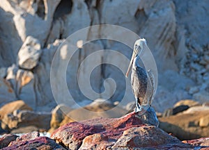 Male Pelican perched on oxidized Pelikan Rock in Cabo San Lucas Baja Mexico