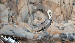 Male Pelican perched on Pelikan Rock in Cabo San Lucas Baja Mexico