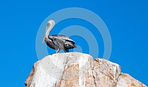 Male Pelican perching on La Anegada Rock at Los Arcos / Lands End at Cabo San Lucas Baja Mexico