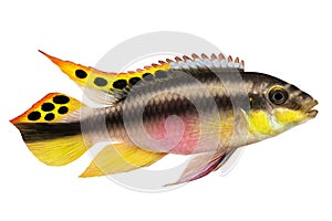 Male Pelvicachromis pulcher kribensis cichlid Aquarium fish isolated on white