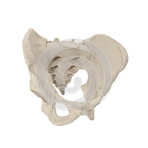 Male Pelvis Skeleton on white. 3D illustration