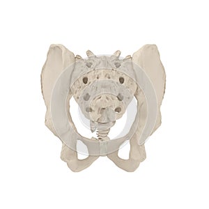 Male Pelvis Skeleton on white. 3D illustration