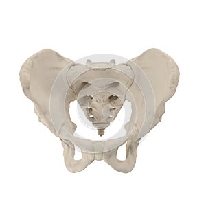 Male Pelvis Skeleton on white. 3D illustration photo
