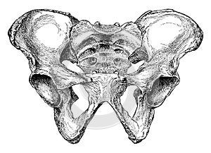 Male Pelvis from Before, vintage illustration