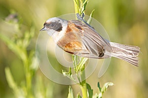 A male of penduline tit / Remiz pendulinus