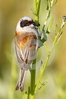 A male of penduline tit / Remiz pendulinus