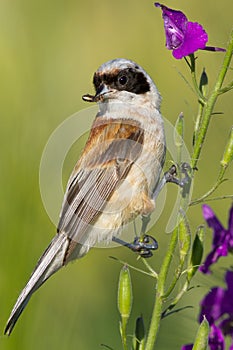 A male of penduline tit / Remiz pendulinus