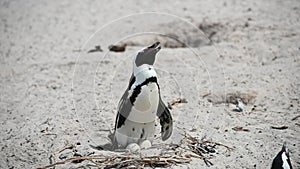 Male penguin on the Boulders beach, Cape Town
