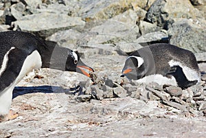 male penguin gentoo which brought to the nest in which the female sits a stone photo