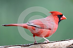 Male Perching Cardinal photo