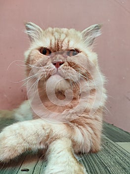 a male persian cat with a flat nose with a cruel face in the field of north sumatra