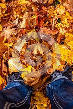 A male person with black sneakers and jeans standing deep in colorfull leaves on the ground