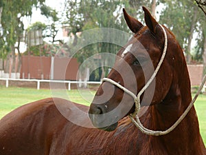 Male Peruvian Paso Horse tied to a tree, Lima