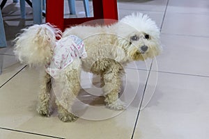 Male pet dog wear diapers at home to prevent marking of territory with urine