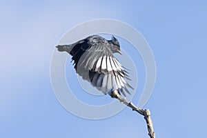 Male Phainopepla lifting of in flight from a thorny ocotillo branch