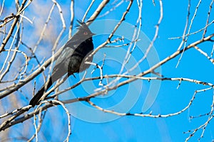 Male Phainopepla poses in a bare tree against a blue sky