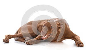 Male pharoah hound