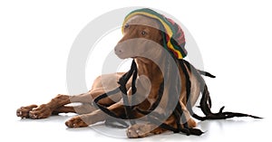 Male pharoah hound wearing rastafarian wig