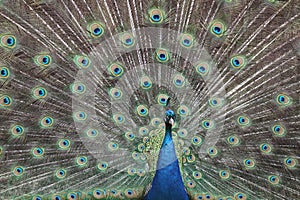 Male Phasianidae Pavo Cristatus with tail spread