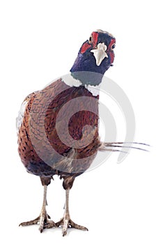 Male pheasant