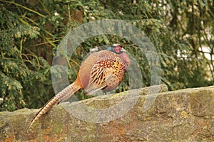 Male Pheasant Bird.