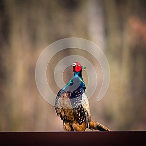 Male  pheasant during courtship with outstretched wings