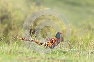 Male pheasant in green grass photo