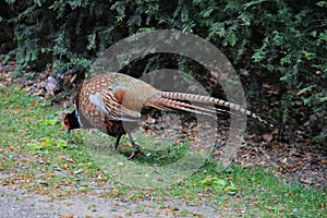 Male Pheasant -Phasianus colchicus