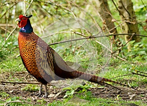 Male Pheasant / Phasianus colchicus