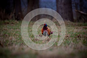 Male Pheasant (Phasianus colchicus) On a meadow in spring photo